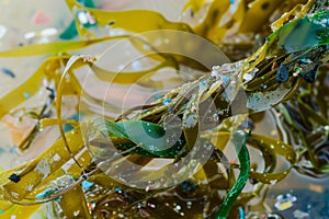 closeup of microplastics entangled in seaweed