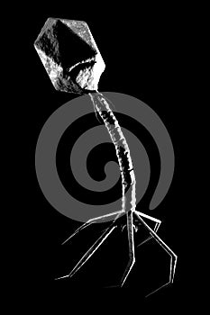 Bacteriophage Virus 3D Illustration