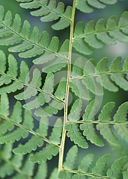 Closeup of the mid rib of a fern frond