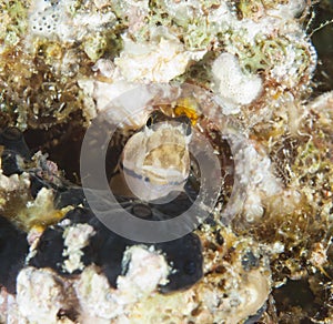 Closeup of a midas blenny on reef