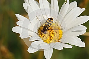 Closeup of a Migrant hoverfly, Eupeodes corollae, on a white pretty daisy flower in the garden