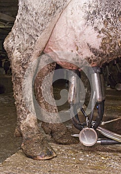 Closeup of Milk Suction Tubes for Milking Cow photo