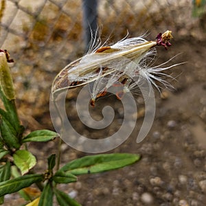 Closeup of Milkweed seed pod open and releasing brown seeds and white silky fluff