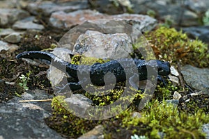 Closeup on a milky gland secretion from an adult black Alpine salamander, Salamandra atra