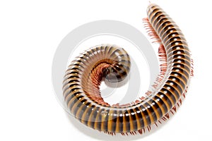 Closeup of a millepede, struggling