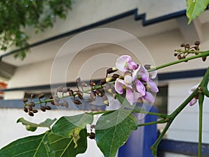 Closeup of Millettia pinnata Flowers and leaves, also known as Pongamia pinnata and commanly in india known as Indian beech, Vange