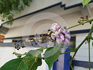 Closeup of Millettia pinnata Flowers and leaves, also known as Pongamia pinnata and commanly in india known as Indian beech, Vange