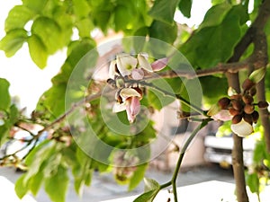 Closeup of Millettia pinnata Flowers and leaves, also known as Pongamia pinnata and commanly in india known as Indian beech, Vange