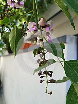 Closeup of Millettia pinnata Flowers and leaves, also known as Pongamia pinnata and commanly in india known as Indian beech, Vange