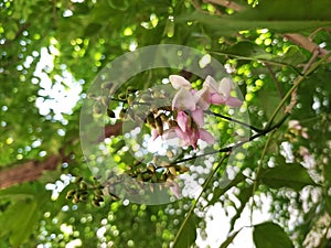 Closeup of Millettia pinnata Flowers and leaves, also known as Pongamia pinnata and commanly in india known as Indian beech, Vange