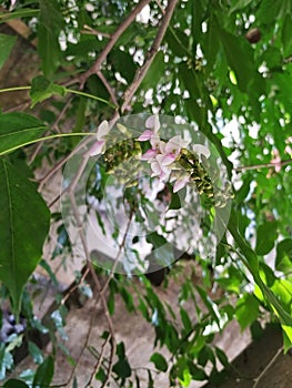 Closeup of Millettia pinnata Flowers and leaves, also known as Pongamia pinnata and commanly in india known as Indian beech, Vange