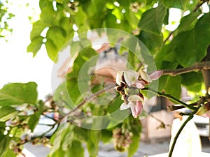 Closeup of Millettia pinnata Flowers and leaves, also known as Pongamia pinnata and commanly in india known as Indian beech, Vange