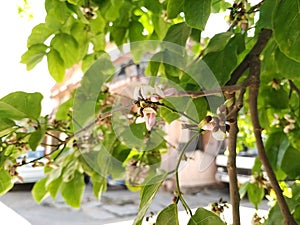 Closeup of Millettia pinnata Flowers and leaves, also known as Pongamia pinnata and commanly in india known as Indian beech, Vange