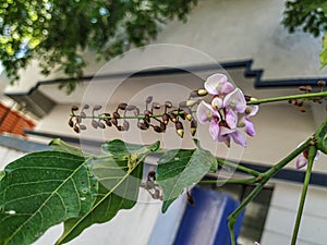 Closeup of Millettia pinnata Flowers and leaves, also known as Pongamia pinnata and commanly in india known as Indian beech, Vange