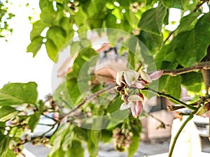 Closeup of Millettia pinnata Flowers and leaves, also known as Pongamia pinnata and commanly in india known as Indian beech, Vange