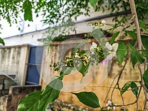 Closeup of Millettia pinnata Flowers and leaves, also known as Pongamia pinnata and commanly in india known as Indian beech, Vange