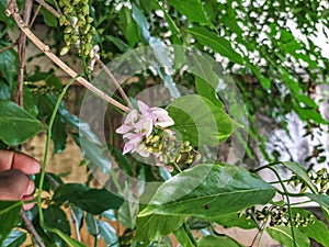 Closeup of Millettia pinnata Flowers and leaves, also known as Pongamia pinnata and commanly in india known as Indian beech, Vange