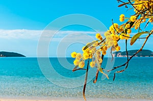 closeup of mimosa flowers on the beach photo