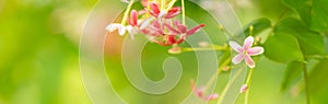 Closeup of mini pink and red flower on blurred gereen background under sunlight with copy space using as background natural plants