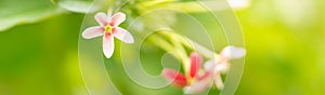 Closeup of mini pink and red flower on blurred gereen background under sunlight with copy space using as background natural plants