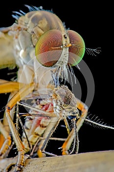 Mini robber fly with prey on black background