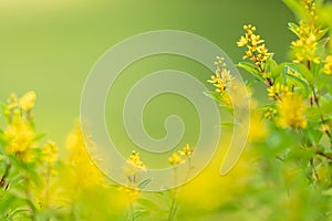 Closeup of mini yellow flower on blurred gereen background under sunlight with copy space using as background natural plants