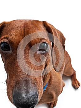 Closeup of Miniature dachshund on white