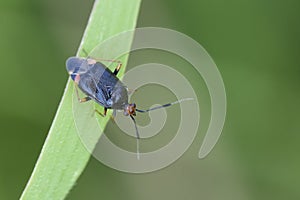 Closeup on a Mirid red shield bug, Deraeocoris ruber