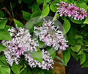 Closeup of Miss Kim Lilac flowers photo