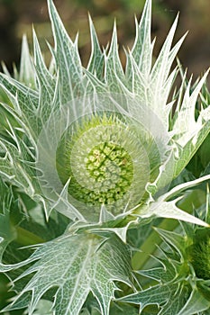 Closeup of Miss Willmott's ghost,Eryngium giganteum, flowering plant in the garden photo