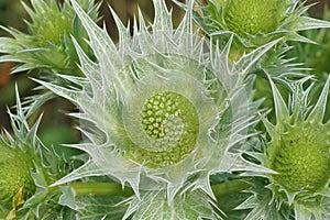 Closeup of Miss Willmott's ghost (Eryngium giganteum) flowering plant photo