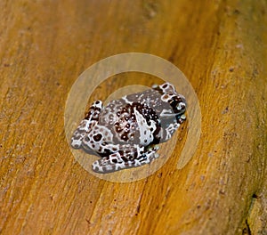 Closeup of a Mission golden-eyed tree frog on a wooden surface photo