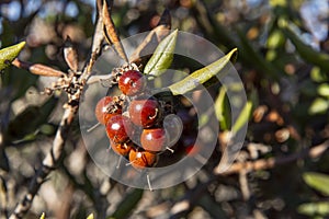 Closeup mission manzanita fruit on bush