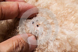 Closeup of mite and fleas infected on dog fur skin