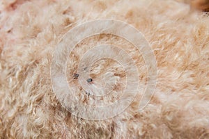 Closeup of mite and fleas infected on dog fur skin