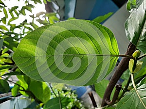 Closeup Mitragynine, Mitragyna speciosa, Kratom green leaf, sunshine on the back of leaf