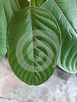 Mitragynine, Mitragyna speciosa, Kratom green leaf