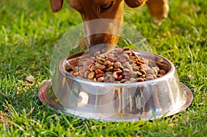 Closeup mixed breed dog eating from metal bowl with fresh crunchy food sitting on green grass, animal nutrition concept