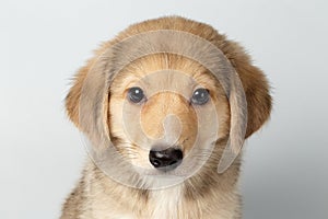 Closeup Mixed Breed Ginger Puppy Pity Looking Isolated on White