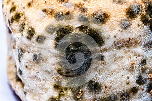 Closeup moldy bun, bread with moldy, fungi texture