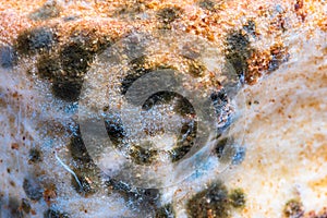 Closeup moldy bun, bread with moldy, fungi texture