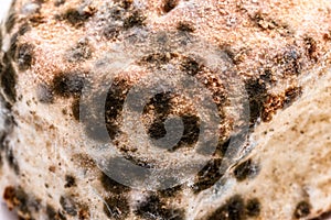 Closeup moldy bun, bread with moldy, fungi texture