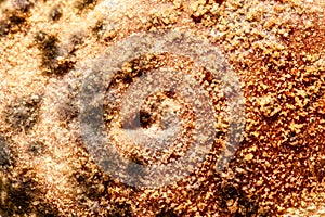 Closeup moldy bun, bread with moldy, fungi texture