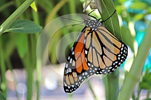 Closeup of a monarch butterfly emerging from a chrysalis