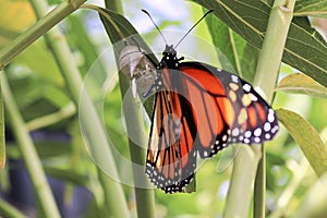 Closeup of a monarch butterfly emerging from a chrysalis