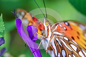 Closeup of a Monarch Butterfly feeding on a Flower