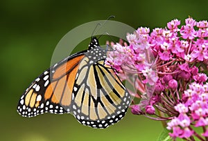 Closeup Monarch butterfly on flower