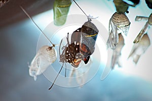 Closeup of a Monarch Butterfly Metamorphosis