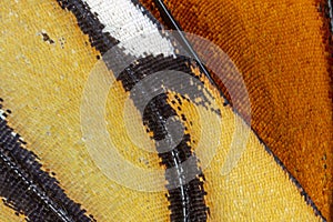 Closeup of a Monarch butterfly wing