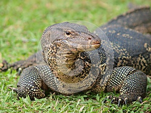 Closeup of monitor lizard